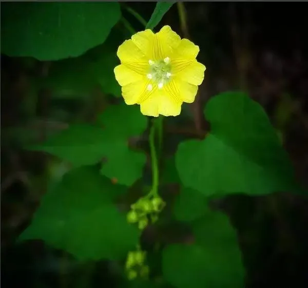 160種· 奇花異草,絕對有你沒見過的! 「下部分」