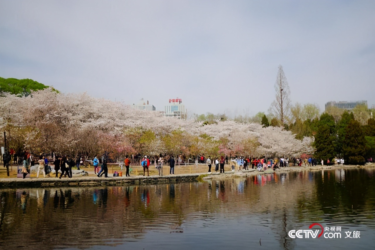 Yang Ying basks in oriental cherry to be patted oneself, pool of Beijing jade deep is admired cherry main forces is crowded explode, or curtilage the Yun Shangying in the home