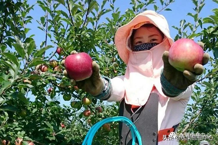 日本苹果为什么种的好？走进日本苹果第一大县“青森县”
