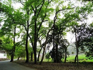 明代国师刘伯温风水杰作，浙江俞源古村 中国唯一的太极星象村