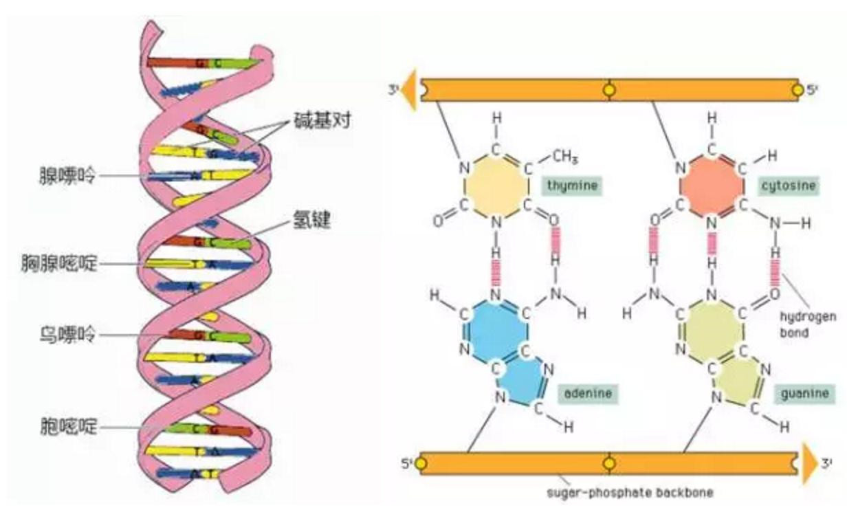 分子的世界是變化多端的，微小的變化就能改變分子的結(jié)構(gòu)