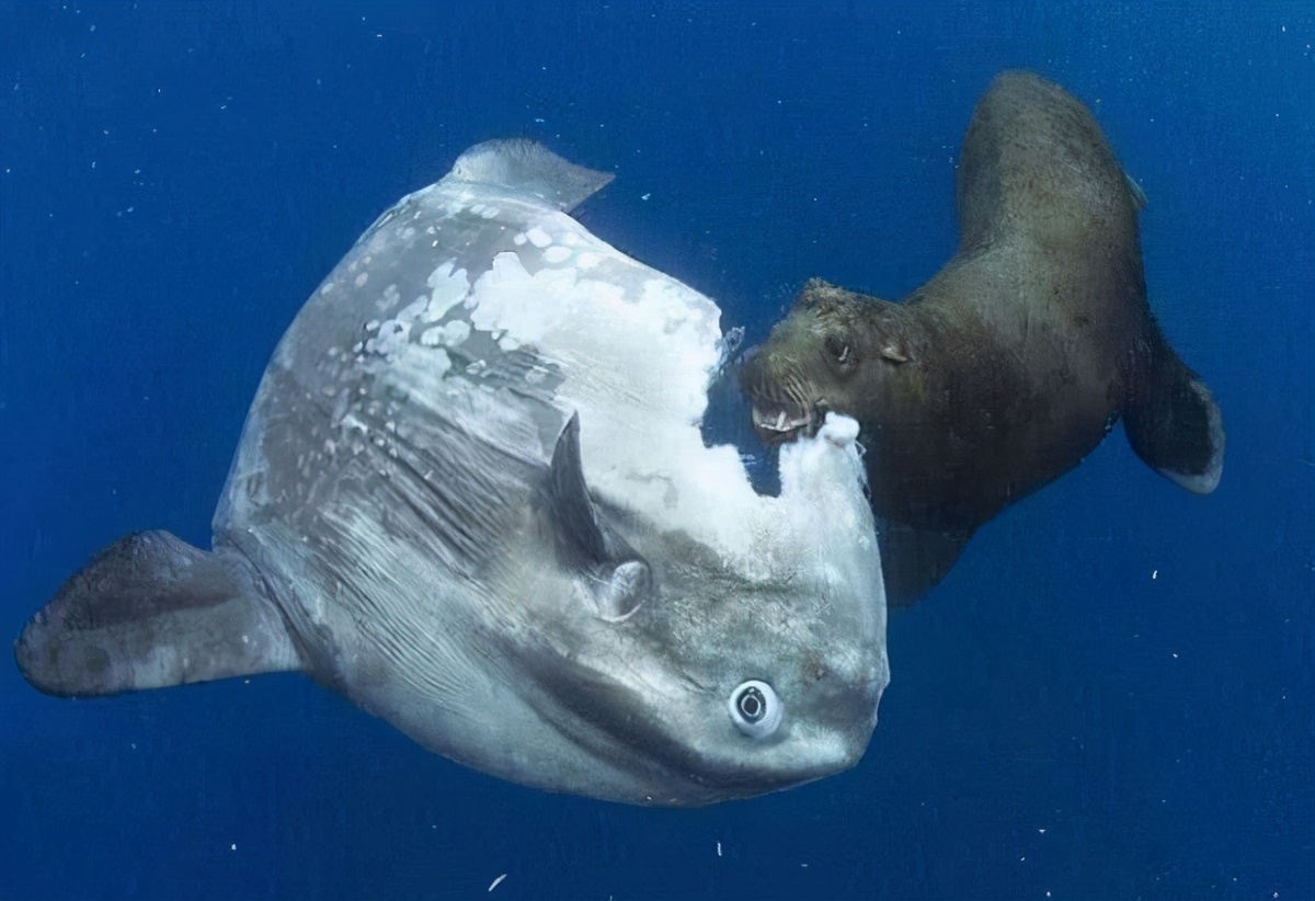 世界上最傻動物翻車魚，完全沒有自保能力，被海豹吃掉也無動于衷