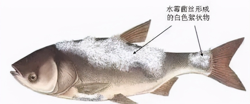 魚(yú)身上有白色棉絮狀絨毛，怎么辦？