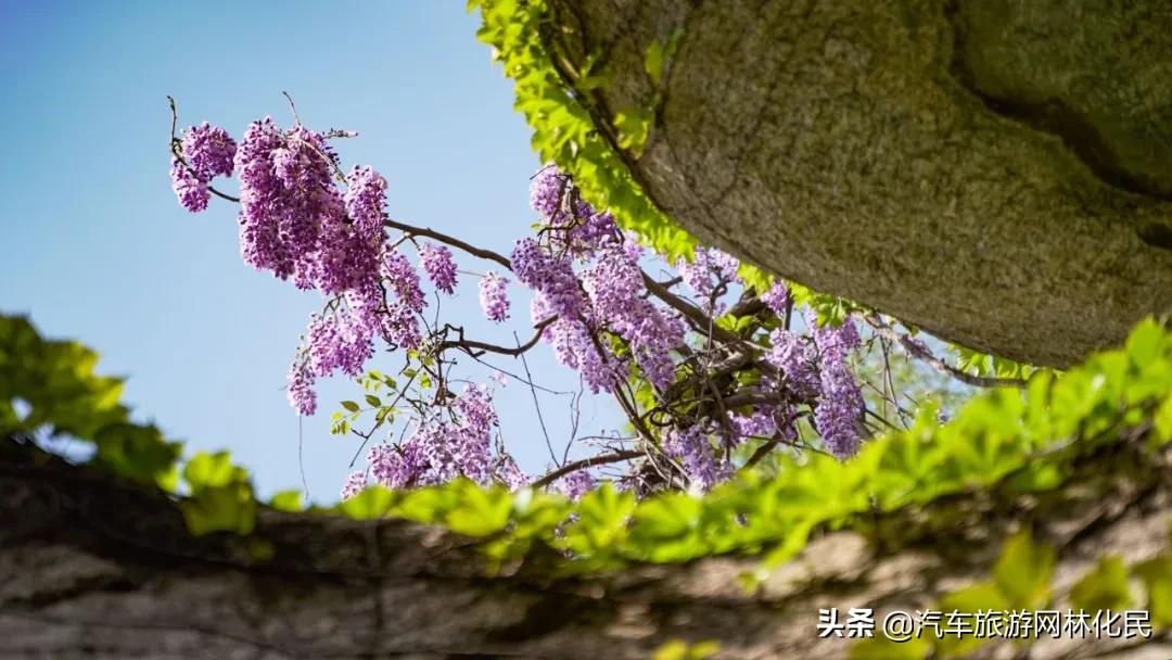 速看！清明节踏青，赢门票+漂流