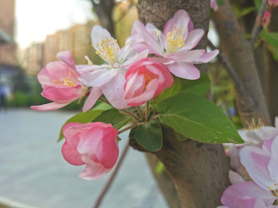 花中妃子海棠花 花型好看 艳丽如霞 云之歌5058 Mdeditor