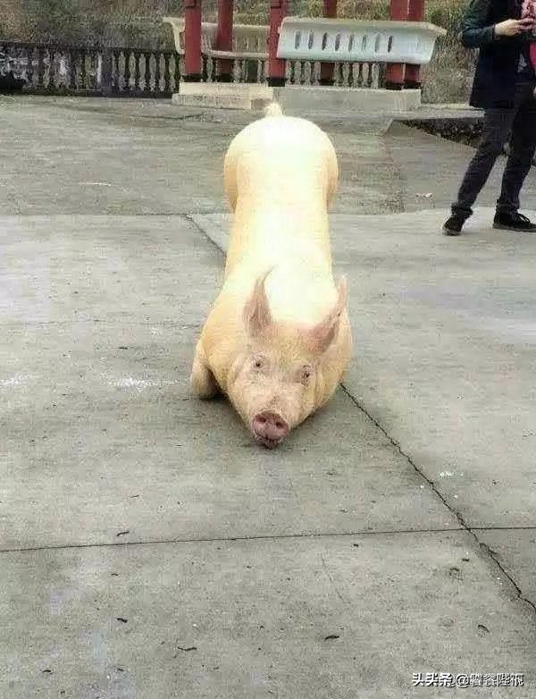 美女，我只猜中开头，没猜中结尾！40幅超爆笑