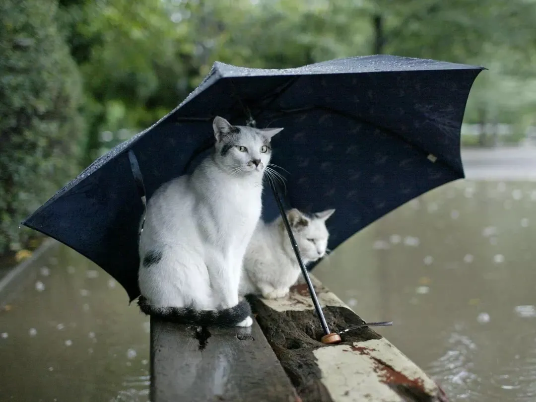 小心！暴雨后你的宠物可能患上这几种病