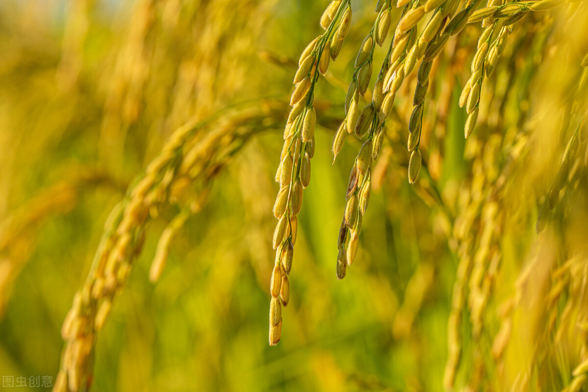 玉米、小麦涨不停，稻谷行情如何？降雨利好粮价，老农为何发愁？