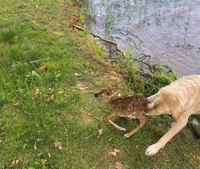 狗狗跳水救小鹿，“拱鹿上岸”的举动，暖化了铲屎官的心