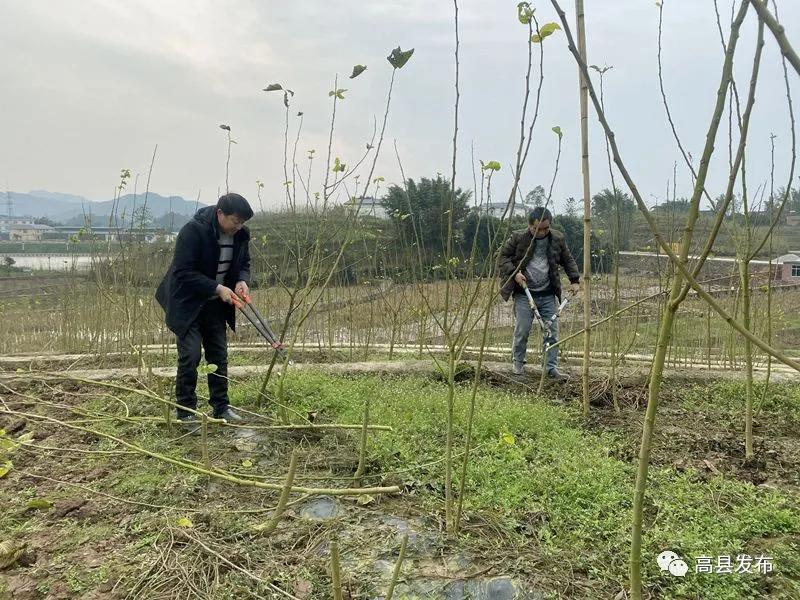 高縣：20余萬畝桑園進(jìn)入冬季管理
