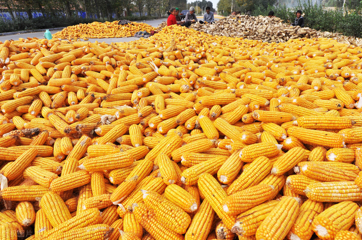 玉米跌破2800元，豆粕大跌771元，养殖业迎来“新转机”？