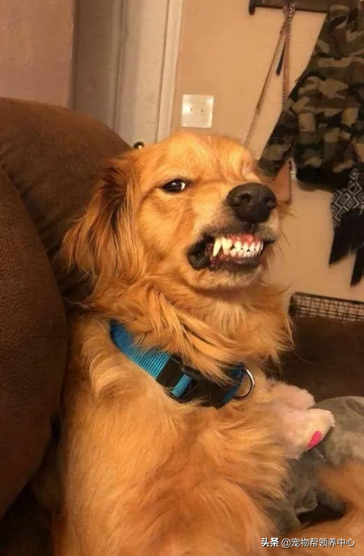 金毛因太凶要被安乐，男子勇敢收养后发现，它