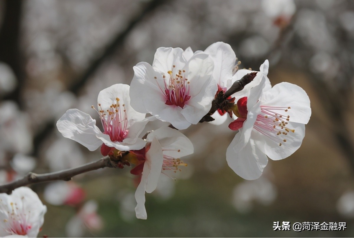 「银苑花香」｜春风谣