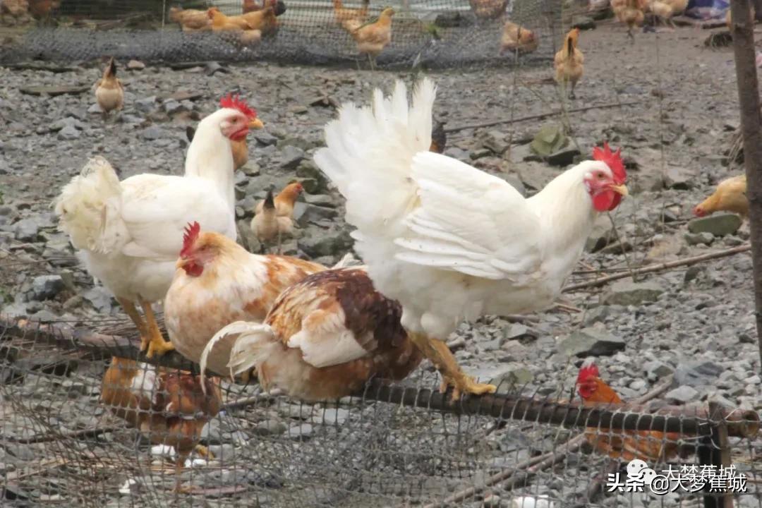 七都林下生态白羽鸡出栏啦肉鲜味美温暖你的冬日味蕾