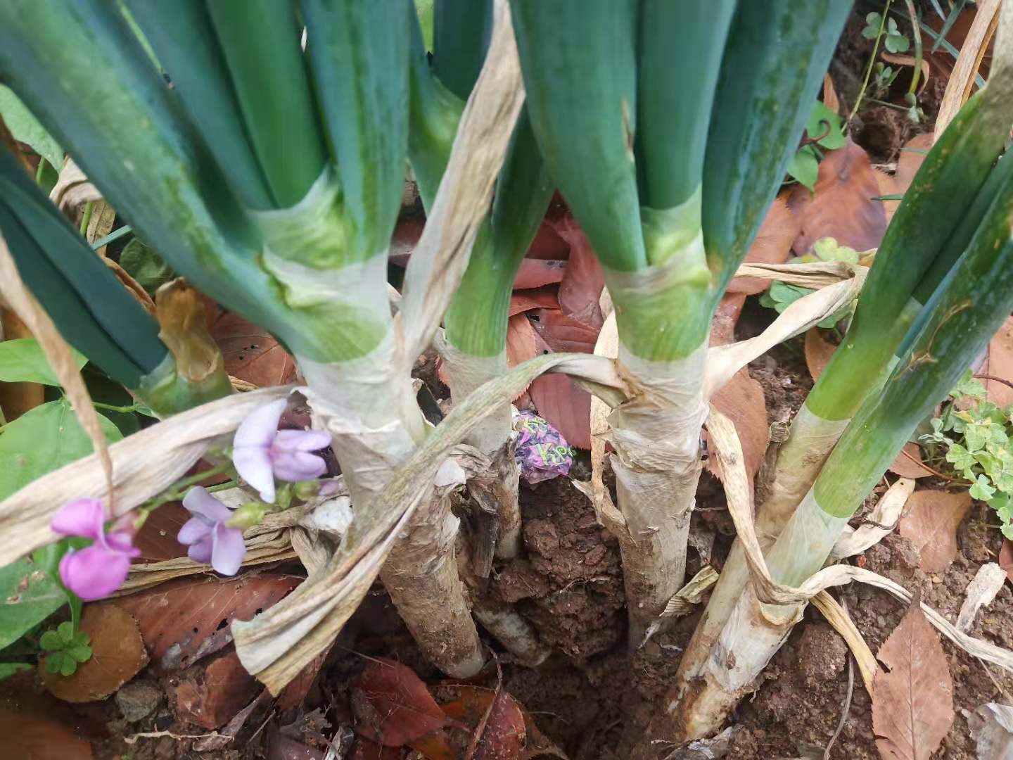 老辈人教的储存大葱妙招，效果真不错，大葱冬储不干不烂不空杆