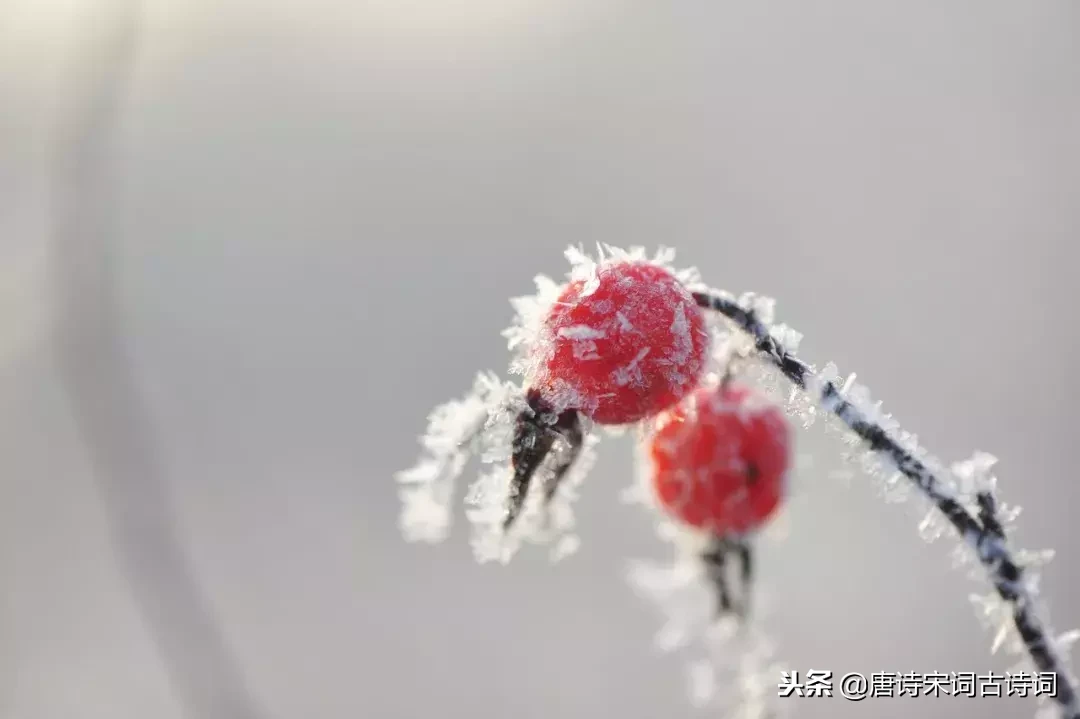 冬天，在诗词的世界里美得任性！一起在诗词中感受冬日之美-第3张图片-诗句网