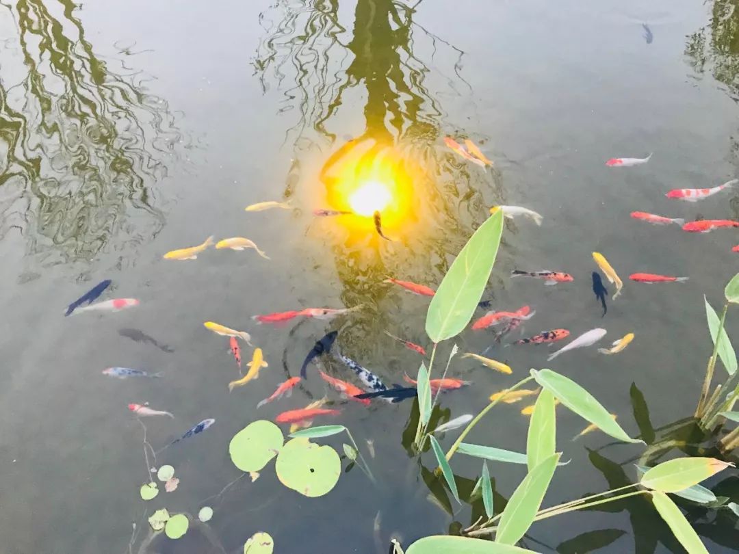 園林景觀 | 庭、院、街、巷處處見中國