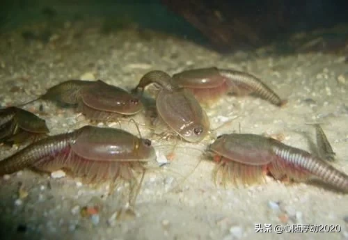 它熬死了恐龙，如今却成为人类的宠物，名字霸