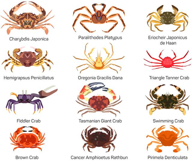 蟹考记（一）——探讨螃蟹的最新科学分类，以及身体构造