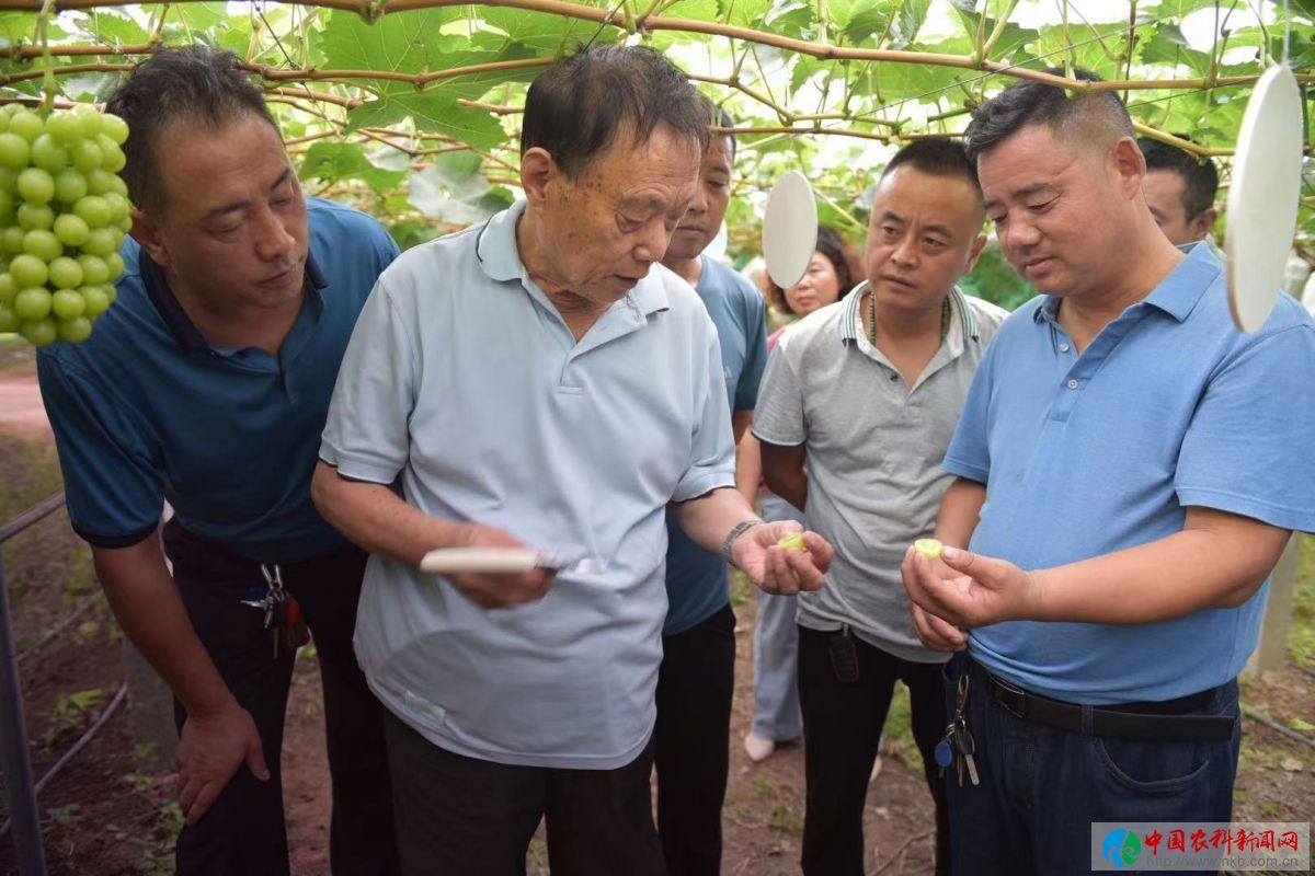 眉县逸凡家庭农场：“阳光玫瑰”葡萄成致富果