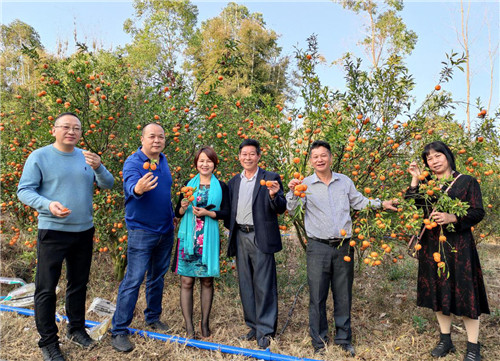 广东惠州：爱心人士帮扶滞销年桔 精准扶贫情暖龙门果农