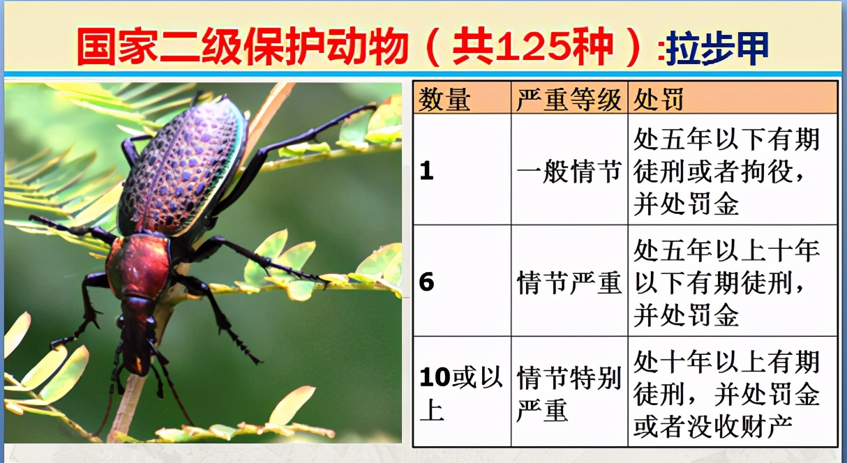 国家最新125类二级野生保护名录，图片及违法对应刑责