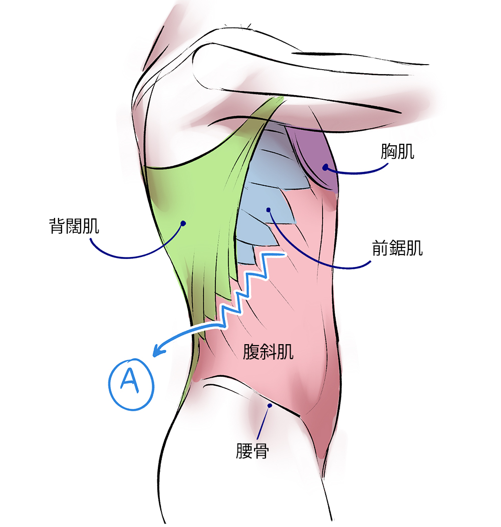 绘画新手如何快速画出人体肌肉？人体肌肉绘画指南