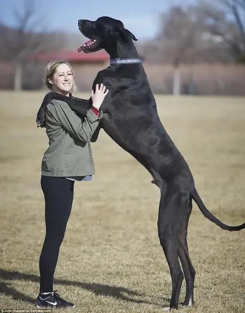 各国猛犬大全，建议收藏