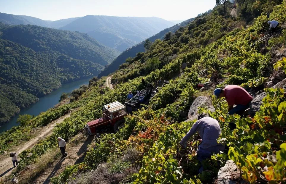 史上最全酿酒全过程详解，建议收藏（多图）