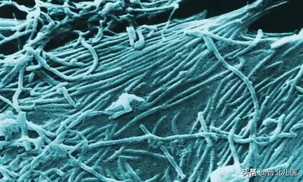 农乐生物 疫情来袭,来了解一下微生物!