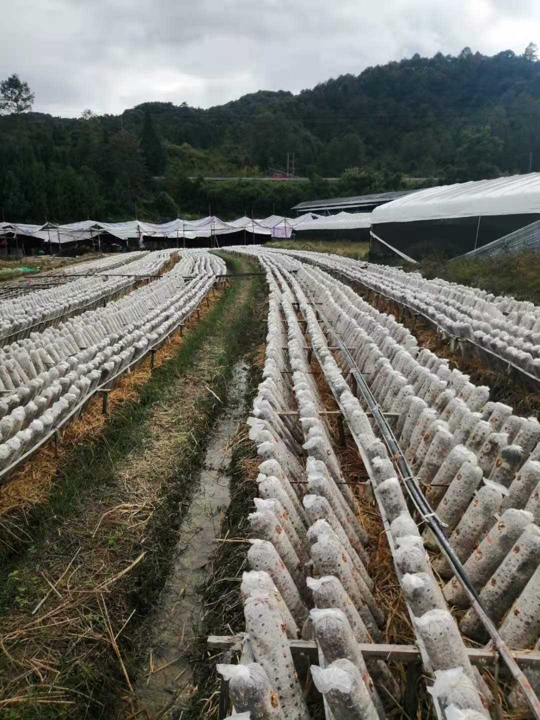 云南农业种养殖优秀企业名录