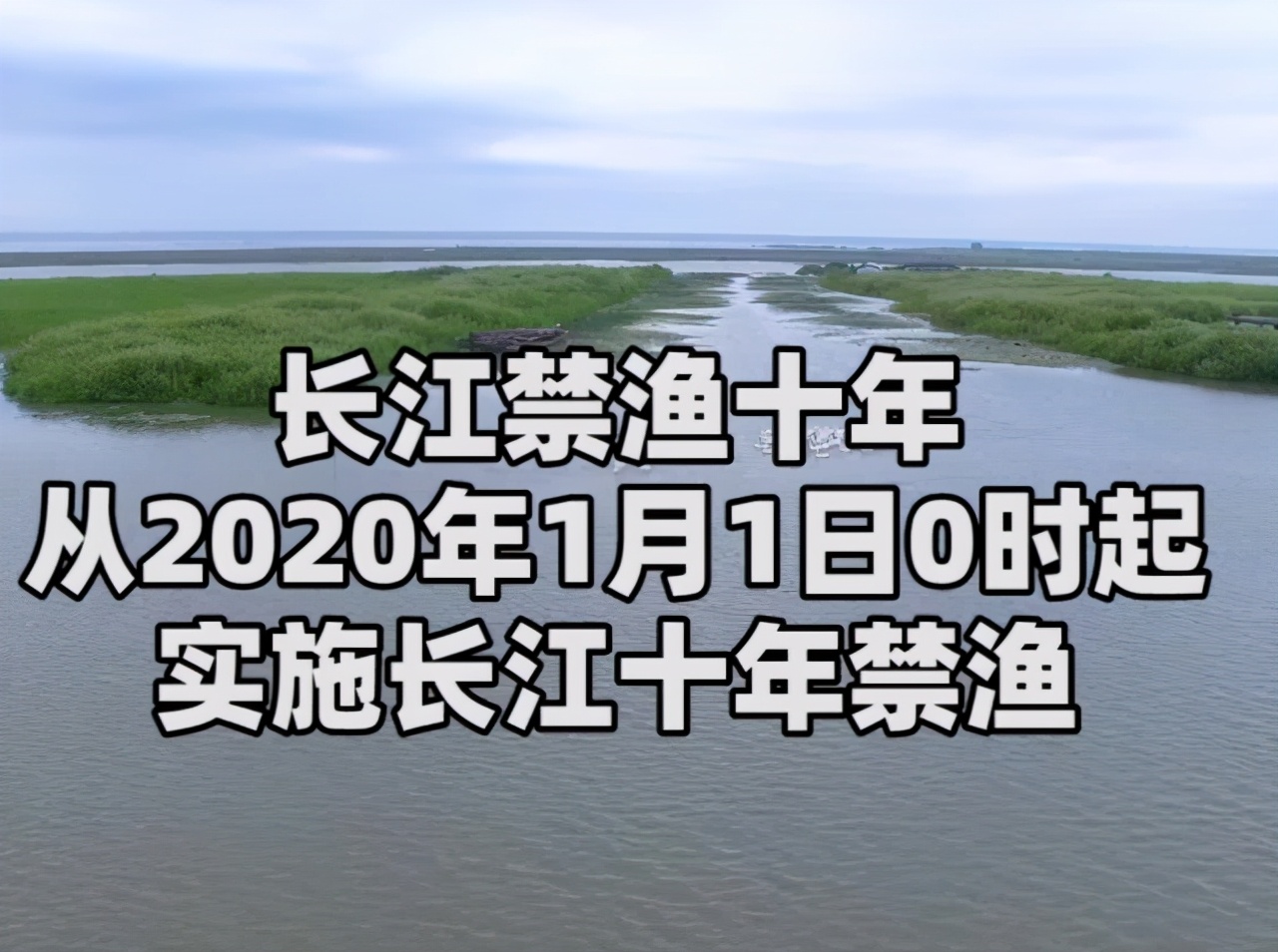 长江禁渔十年后，鱼太多导致水里没有食物，鱼会进化成什么样子？