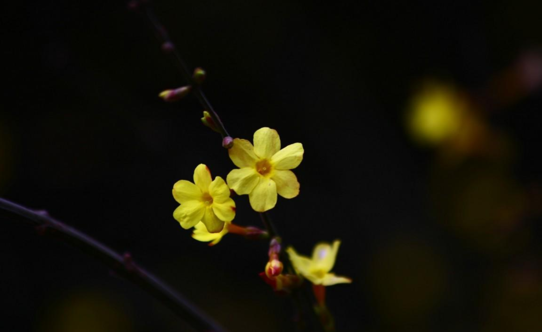 「诗词鉴赏」未腊迎春早放花，十首迎春花的诗词，傲寒迎春-第19张图片-非凡网