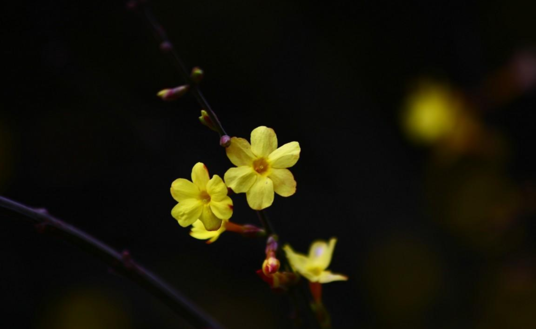 「诗词鉴赏」未腊迎春早放花，十首迎春花的诗词，傲寒迎春-第19张图片-诗句网