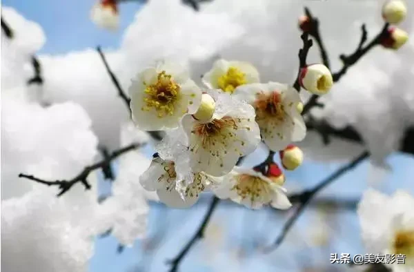 关于梅的诗句大全 梅雪争春未肯降，骚人阁笔费评章图片
