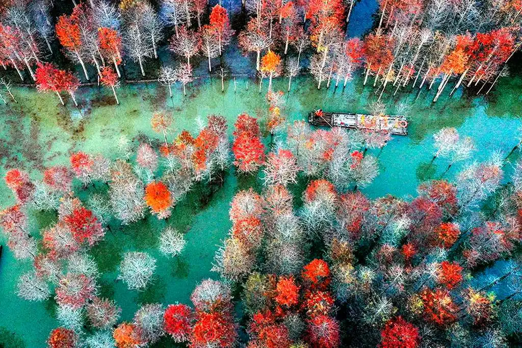 金秋皖南摄影线处处是美景,看那绝美红杉林,色彩斑斓美如油画