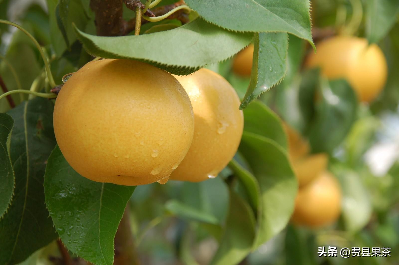 天气冷了，水果怎么吃？