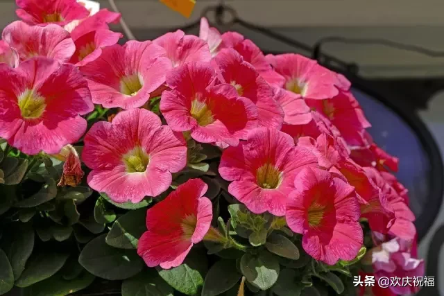 适合早安的话语 早安心语优美的句子集锦图片