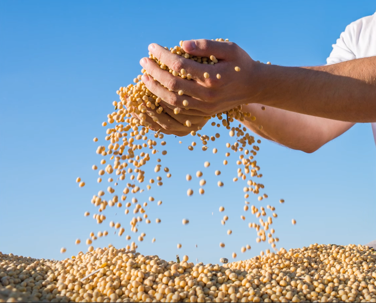 贪得无厌？全国80%大豆由中国购买，阿根廷第五