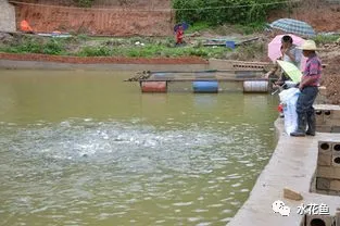 养殖水体四个指标及其调合方法:氨氮、硫化氢、亚硝酸盐和酸碱度