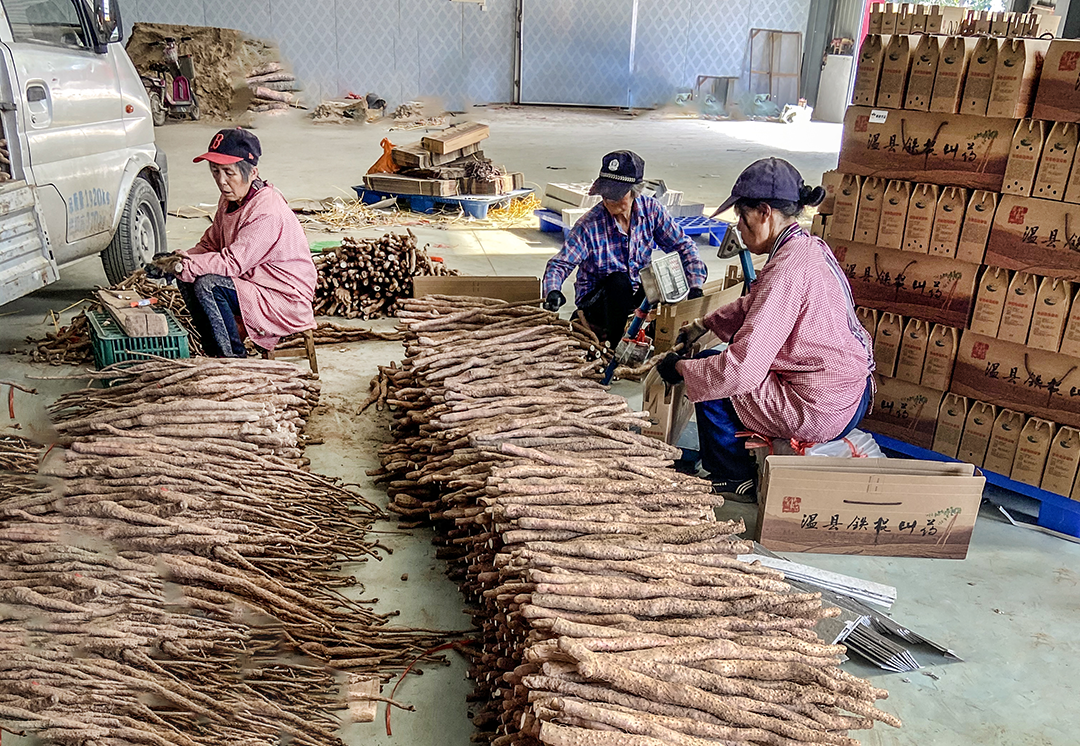 “来煲靓汤啊！”邮政农品温县铁棍山药千里赴粤，满足广东“味”