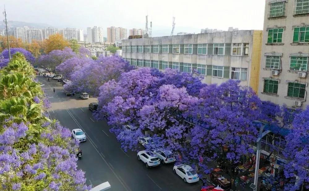 好美 四川最美紫色花海西昌蓝花楹盛开 Coco爱旅行 Mdeditor