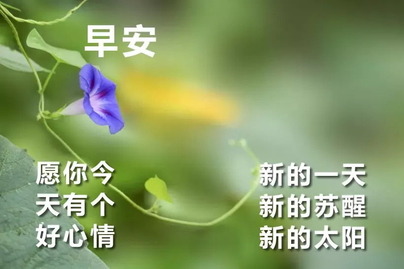 早上好问候语动态表情图文字，微信新的漂亮祝福语图片图片