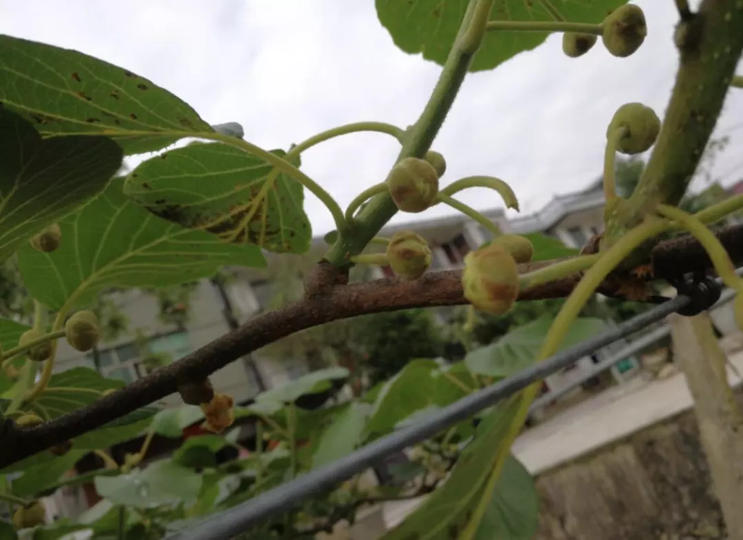 猕猴桃花腐病防控早一点，动作晚了，可能造成无花无果
