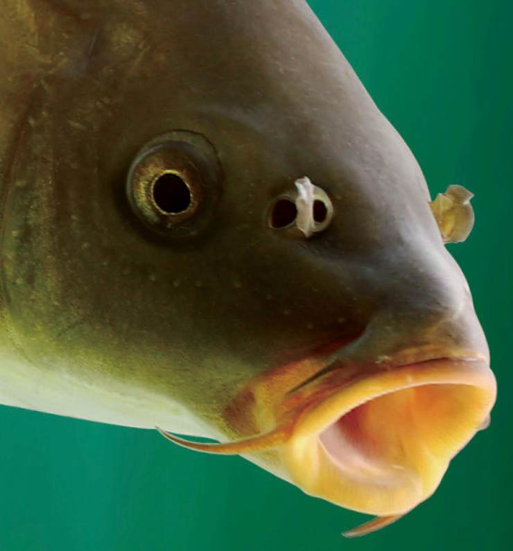 鱼的鼻子：两鼻四孔有着神奇的嗅觉功能
