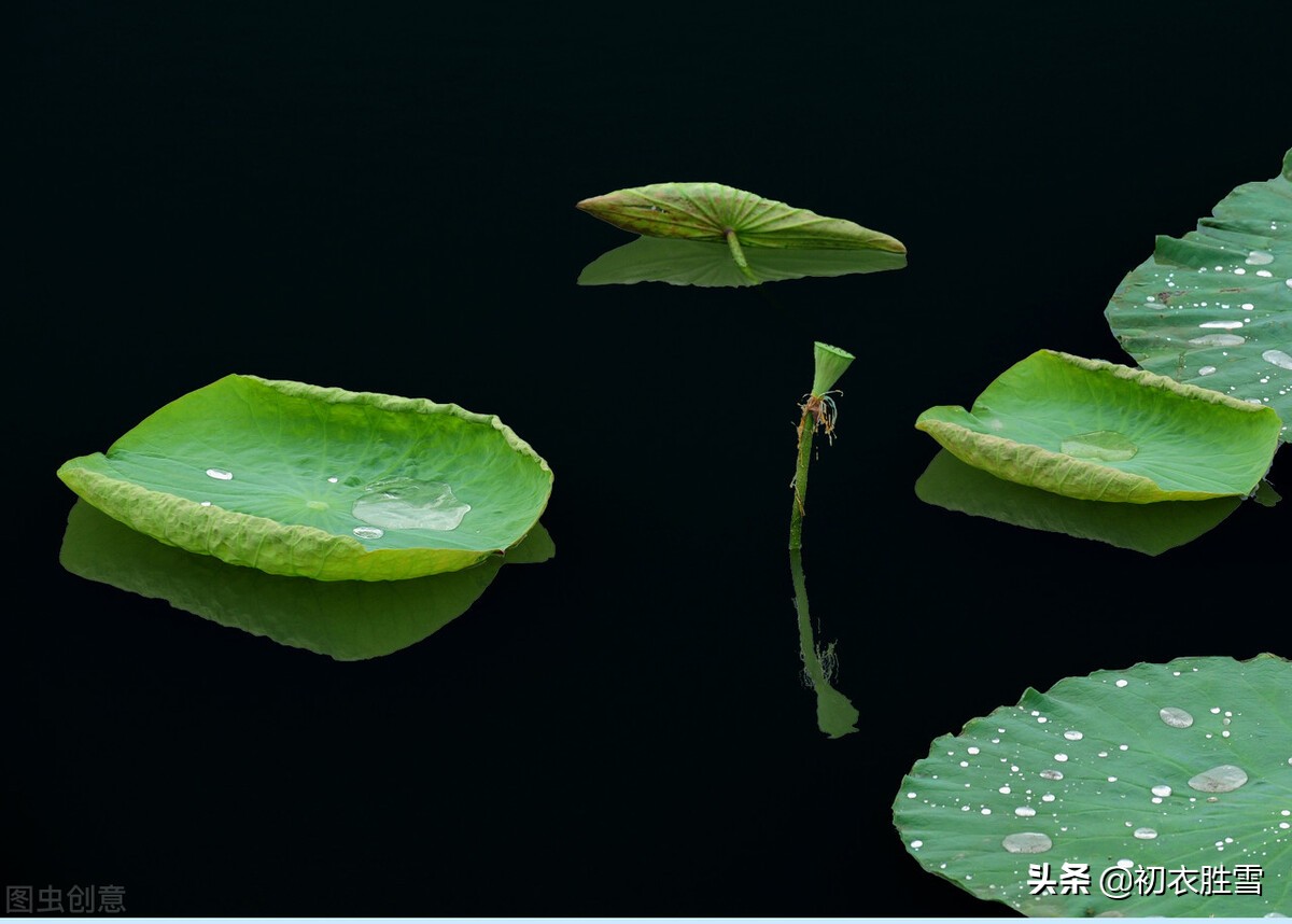 荷叶美诗六首赏读：爱莲尽爱花，而我独爱叶-第1张图片-非凡网