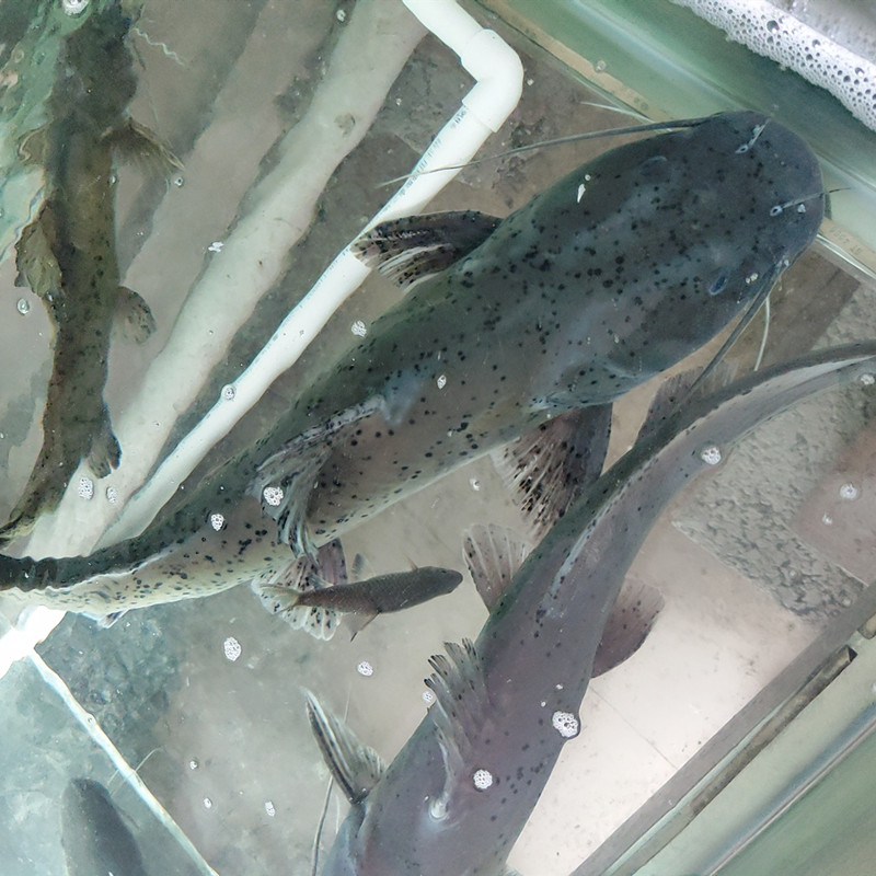野生斑鳠亲鱼驯养技术研究