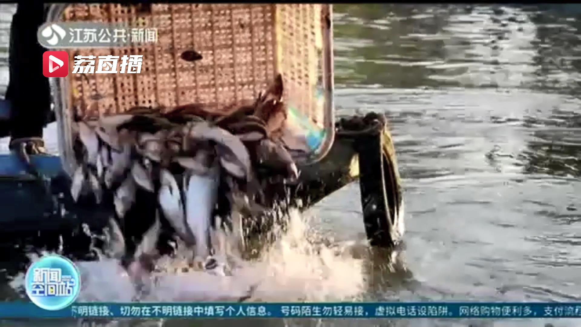 首次采用放流方式净化水质 两千斤淡水鱼&ldquo;安家&rdquo;扬州瘦西湖