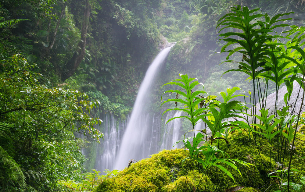 地球之肺，探索地球上的17個雨林