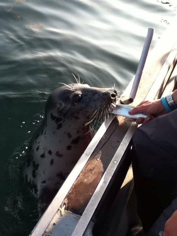 感人：英国一海豹跟着41岁渔民十多年，即使失明依然在海湾等他